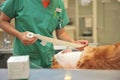 Veterinary assistant bandaging a dog after his operation Royalty Free Stock Photo