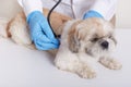 Veterinary in blue protective latex gloves examining dog via stethoscope, puppy Pekingese lying on table, faceless vet doing his