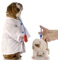 Veterinary care Royalty Free Stock Photo