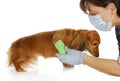 Veterinary care Royalty Free Stock Photo
