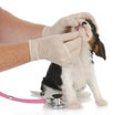 Veterinary care Royalty Free Stock Photo