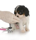 Veterinary care Royalty Free Stock Photo