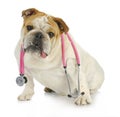 Veterinary care Royalty Free Stock Photo