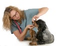 Veterinary care Royalty Free Stock Photo