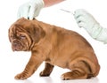 Veterinary care Royalty Free Stock Photo