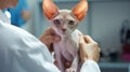 Veterinary Check Up. Cropped Shot Of Nurse Woman Holding Domestic Cat In Vet Clinic. Closeup Of Pet In Doctor& x27;s Royalty Free Stock Photo