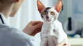 Veterinary Check Up. Cropped Shot Of Nurse Woman Holding Domestic Cat In Vet Clinic. Closeup Of Pet In Doctor& x27;s Royalty Free Stock Photo