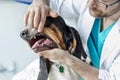 Closeup of doctor examining dog's teeth at veterinary clinic