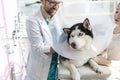Veterinary doctor and girl looking at husky with cone collar in clinic