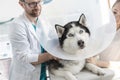 Husky with cone collar on bed amidst veterinary doctor and girl in clinic