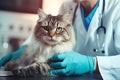 veterinary clinic, professional veterinarian examines cat. ai generated Royalty Free Stock Photo