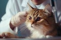 veterinary clinic, professional veterinarian examines cat. ai generated Royalty Free Stock Photo