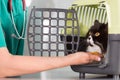 Veterinary clinic Royalty Free Stock Photo