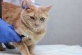 In a veterinary clinic. A veterinarian listening to a red cat with a stethoscope Royalty Free Stock Photo