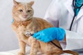 In a veterinary clinic. A veterinarian listening to a red cat with a stethoscope Royalty Free Stock Photo