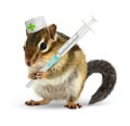 Veterinary concept, funny chipmunk with syringe and doctor unifo