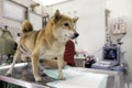 Veterinary concept. The Shiba Inu dog is waiting for the doctor in the ultrasound examination room. The doctor is examining the