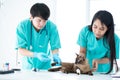 Veterinary concept. Veterinarian is doing syringe to check for blood. Analyze healthy of cat. Patients are vaccinated