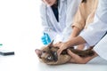 Veterinary concept. Veterinarian is doing syringe to check for blood. Analyze healthy of cat. Patients are vaccinated. Asian