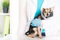 Veterinary cone, dog collar, pet after surgery on the table at the veterinarian, protection against injury for the animal Royalty Free Stock Photo