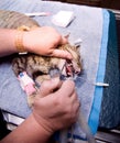 Veterinary Dentistry