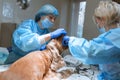 Veterinary dentistry. Dentist surgeon veterinarian with an assistant cleans and treats the dog`s teeth under anesthesia on the