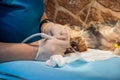 Veterinary dentistry. Dentist surgeon veterinarian treats the teeth of a Yorkshire terrier dog under anesthesia on the