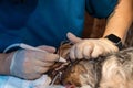 Veterinary dentistry. Dentist surgeon veterinarian treats the teeth of a Yorkshire terrier dog under anesthesia on the