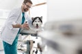 Veterinary doctor adjusting cone collar on husky at clinic