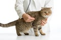 Veterinary doctor with british cat isolated