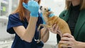 Veterinary doctor checkup eyesight of a chihuahua dog in a veterinary clinic. Vet apply drops to the eyes of pet