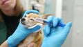 Veterinary doctor checkup eyesight of a chihuahua dog in a veterinary clinic. Vet apply drops to the eyes of pet