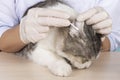 Veterinary doctor cleaning cat`s ears with cotton swabs.Hands with medical gloves.Closeup view.Concept of providing medical animal Royalty Free Stock Photo