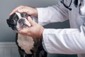 Veterinary doctor examing eyes of dog boston terrier