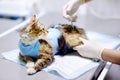 Veterinary doctor giving injection for cat with bandage