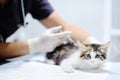 Veterinary doctor giving injection for kitten