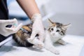 Veterinary doctor giving injection for kitten. Focus on syringe Royalty Free Stock Photo