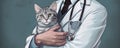 Veterinary doctor holding a cat. Diagnostics of pets health in veterinary clinic