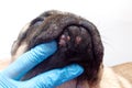 Veterinary doctor in medical gloves examines the dog head wounds. pug dog with red inflamed wounds on his face. Dog Allergy,