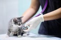 Veterinary doctor using stethoscope for kitten