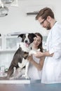 Veterinary doctor wrapping bandage on dog's leg by girl standing in clinic