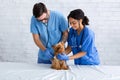 Veterinary doctors checking little dog`s breathing at animal clinic