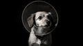 veterinary dog cone of shame Royalty Free Stock Photo