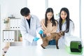 Veterinary examination of cat health. The vet is checking the fever of the cat Royalty Free Stock Photo