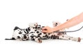 Veterinary examination of Dalmatian dog lying