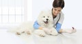 Veterinary examination dog, blood test, smiling veterinarian wit