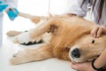 Veterinary examination of dog health. The Golden Retriever is sleeping in the examination room of the Animal Hospital.