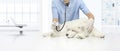 Veterinary examination sick dog on table in vet clinic, showing Royalty Free Stock Photo