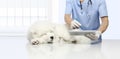 Veterinary examination sick dog and using digital tablet, on vet