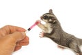 Veterinary is giving the medicine to sugarglider